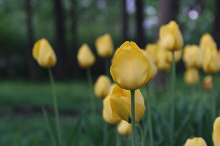 Tulips in the spring gardenの写真素材