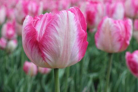 Tulips in the spring gardenの写真素材