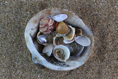 shells on the beachの写真素材