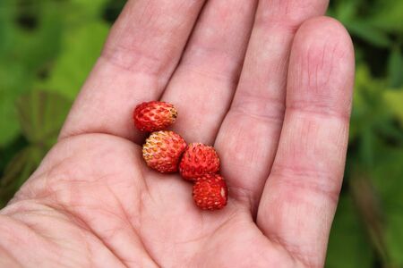 Freshly picked strawberries in your hand, summer dayの写真素材