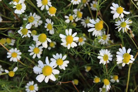 Glade of flowers of chamomiles. Flowering chamomileの写真素材