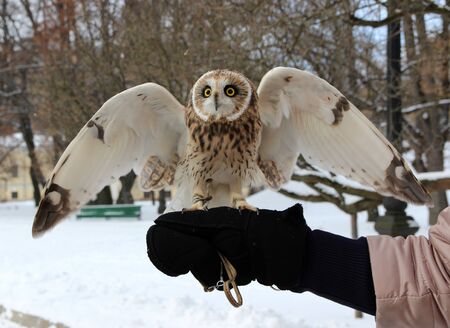Owl with its wings spread perched on falconer s hand in a gloveの写真素材