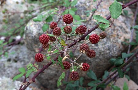 Mulberries. Blackberry. Rubus ulmifolius. Berries.の写真素材