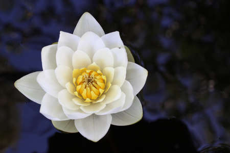 White Lily in the water on a forest lakeの写真素材