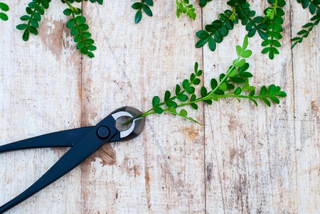 Tools for the garden on a wooden light background.の写真素材