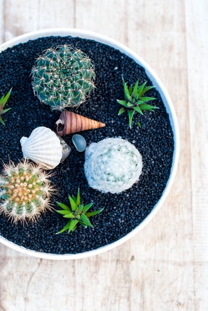 Succulents and cacti in a white flowerpot on a black ground. Indoor plants succulents on the rough wooden background.の写真素材