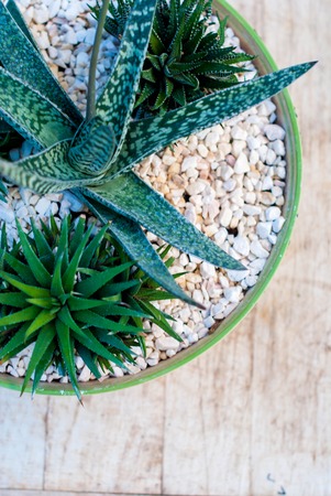 Several succulents in pots. Potted plants on a wooden table.の写真素材
