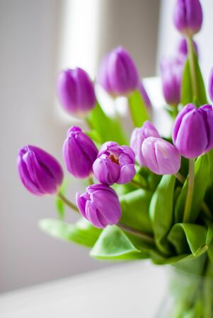 Fresh purple tulips in a bright room.の写真素材