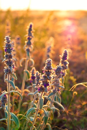 Steppe feather grass in the rays of the setting sunの写真素材