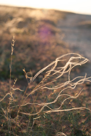 Steppe feather grass in the rays of the setting sunの写真素材