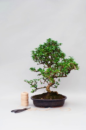 Young bonsai in a clay pot on a plain gray background. Houseplant bonsai on a simple background.の写真素材