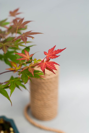 Bonsai maple with red and yellow leaves on light gray background.の写真素材