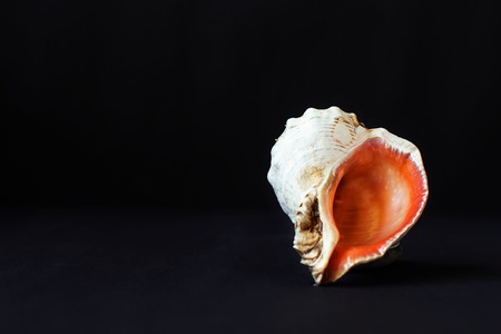 The shell of a rapana on a black background in the shape of a heart.の写真素材