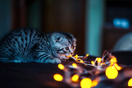 Striped Scottish Fold kitten is eating a New Year's garlandの写真素材
