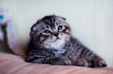 Little Scottish Fold Kitten striped sitting in a funny pose and looking upの写真素材