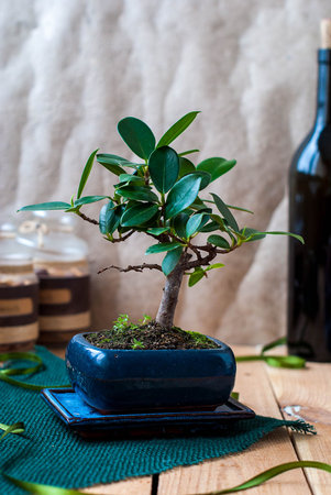 Bonsai ficus panda in a blue pot on a wooden table in the interiorの写真素材