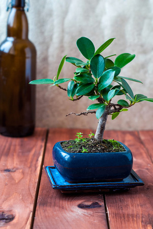 Bonsai ficus panda in a blue pot on a wooden table in the interiorの写真素材