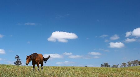 Horse in field and blue skyの写真素材