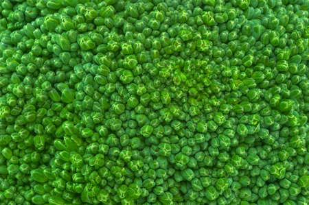 Macro, extreme close up of brocolli flowerの写真素材