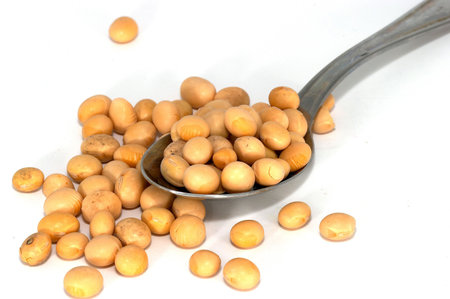 soya beans can be used by itself/whole, soya sprouts, processed as soya milk, tofu, soya sauce or miso. Soya is also used to make soy candles and they burn longer and healthier. It is healthy source for nutrition. And as a supplement milk for lactose intoの写真素材