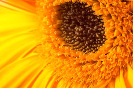 Closeup of a yellow gerber. Horizontal orientation, side, downward facing. Gives the impression of a 'sun' shining down.の写真素材