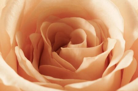 Closeup of a beautiful rose petals, horizontal, landscape orientation. Sepia toning for effect.の写真素材
