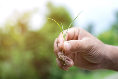 Close up of Asain man with protective gloves holding grass plant sprout with roots, plant care and...