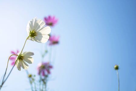Soft focus of white cosmos flowers  (Cosmos Bipinnatus) in the garden with blurred purple cosmos flower on blue skyの写真素材