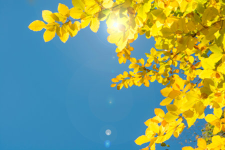 Crown cover of canopy yellow foliage like water colour in Spring Summer with lens flare from sun...