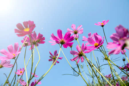 Soft focus of beautiful pink and purple cosmos flower blooming in the field on blue sky backgroundの写真素材