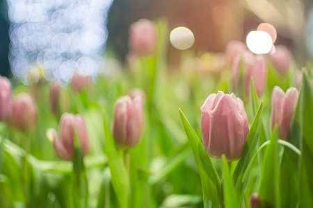 Soft focus of pink tulips with blurred pink tulips garden and bokeh of light background at night time on romantic momentの写真素材