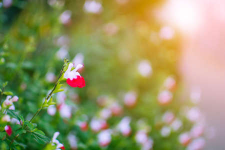 Blooming white-pink beautiful flower garden in the parkの写真素材