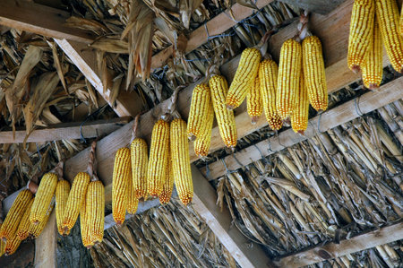 corn as gold 1