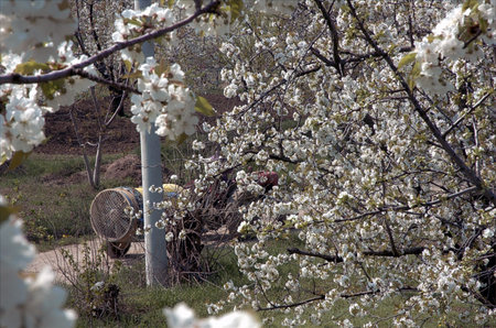 flowering cherry 