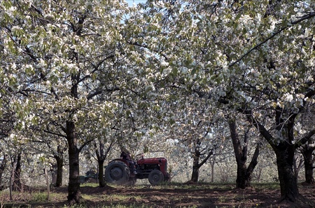 flowering cherry 17の写真素材