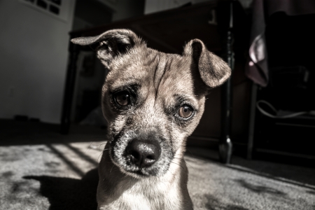 Sad Faced Chug  Fuzzy, cuddly, funny, so ugly it s impossibly cute adorable Chug   a canine Hybrid of Chihuahua and Pug の写真素材