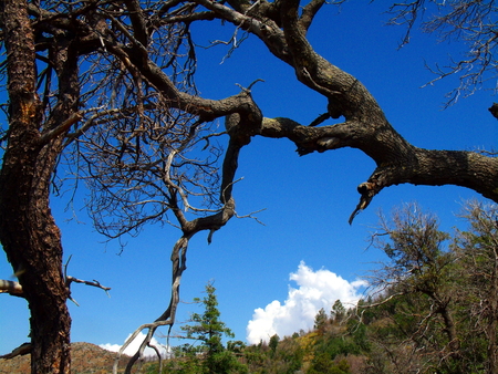 Framed by Sky Island trees, a cumulus cloud breaks over the apex の写真素材