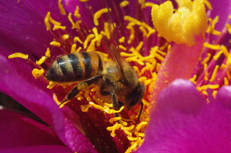 251 Cactus Flower Buckhornの写真素材