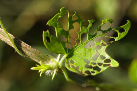 Woven Plant Tendril 59.jpg

 A twining plant's tendril that wraps itself around itself.の写真素材