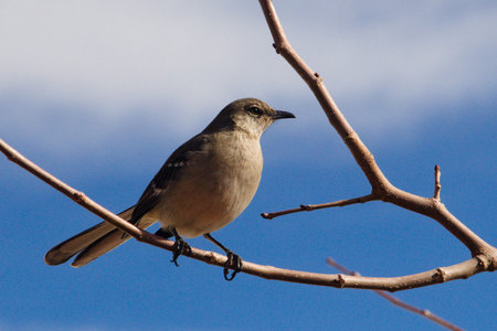 Northern Mockingbird 62.jpg

The northern mockingbird's Latin name means â€œmany-tongued...