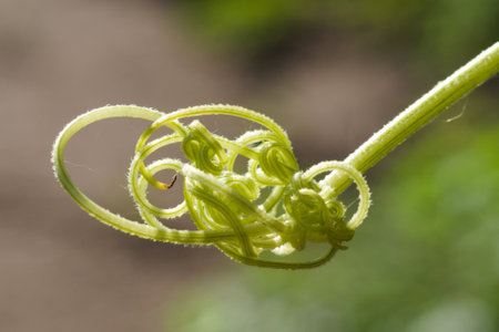 Woven Plant Tendril 59.jpg

 A twining plant's tendril that wraps itself around itself.の写真素材