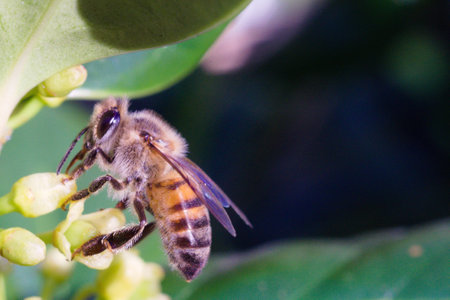The western honey bee was one of the first utiized insects, and it is the primary species maintained by beekeepers to this day for both its honey production and pollination activitの写真素材