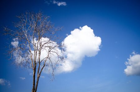 Trees and bright skyの写真素材