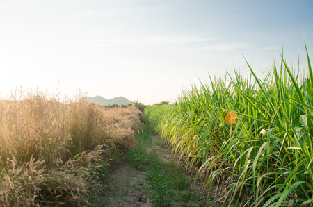 Differenceの写真素材