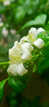 Jasmine flowers blooming in monsoon