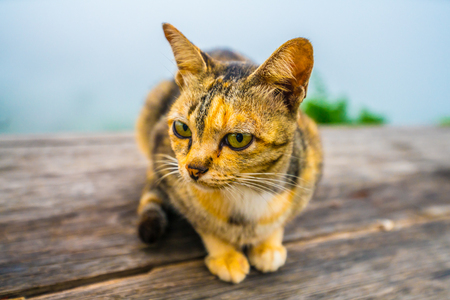 The gold catの写真素材