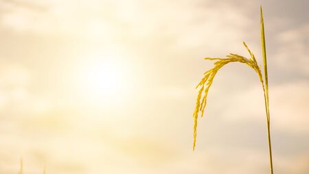 Close up to  rice seeds in ear of paddy. on green Background.selective focusの写真素材