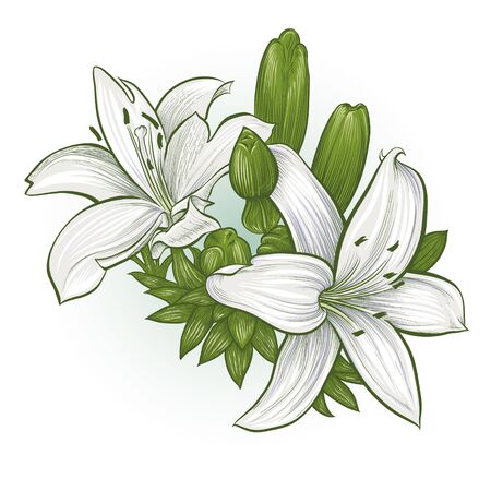 Vector illustration. Universal arrangement of flowers liliesのイラスト素材