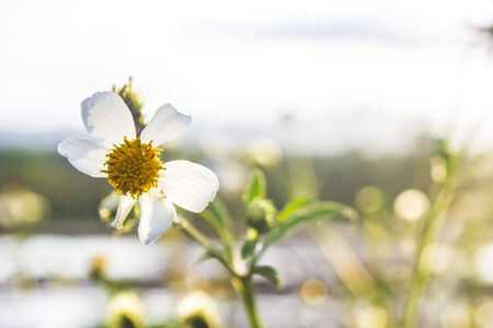 flowers grassの写真素材