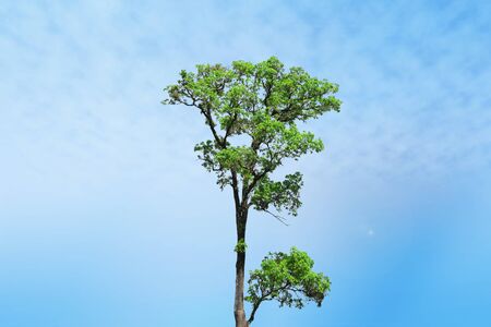 Last big tree stand alone with blue skyの写真素材